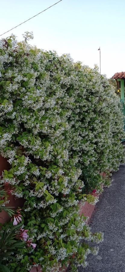 Casa Vacanze Mimose パリヌロ エクステリア 写真